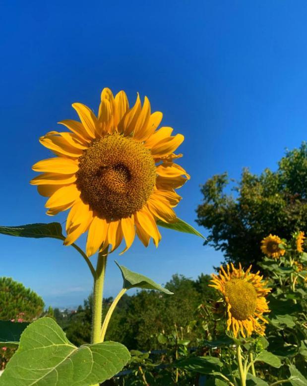 Cascina Domina * Gassino Torinese