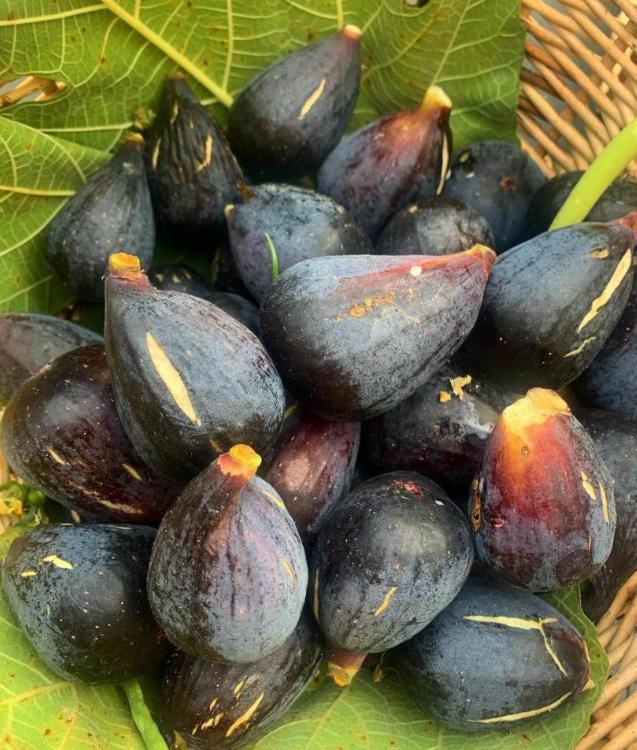 Cascina Domina Gassino Torinese
